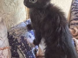 Stunning male black kitten