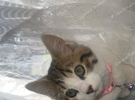 Kittens available