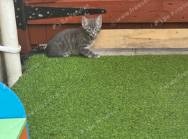Kittens