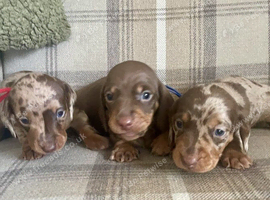 miniature dachshunds puppies for sale