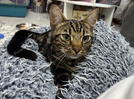 Handsome male cat