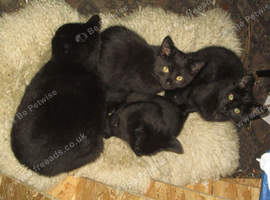 Kittens for sale.