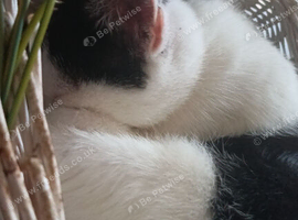 Kittens looking for a forever home