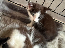4 kittens