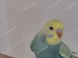 Budgie