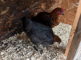 Black copper Marran