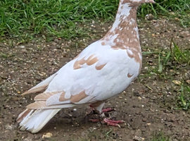 Meulemans