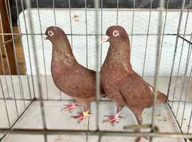 Pigeons for sale