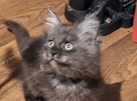 Maine Coon kittens in Manchester