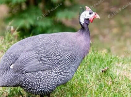 Two Guinea Fowl For Sale