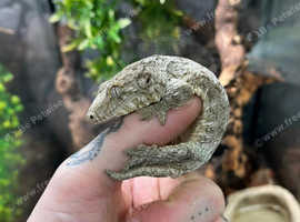 Brosse x Moro Leachianus Giant Gecko at Birmingham Reptiles
