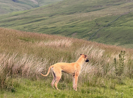 Handsome Lurcher boy looking for home