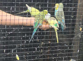 Budgies