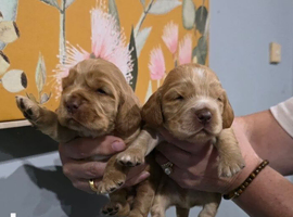 8 English show Cocker spaniel pups