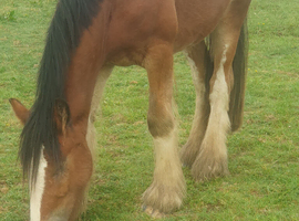 Clydesdale 3/4
