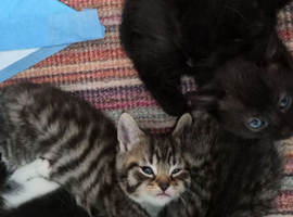 Beautiful kittens