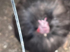 Silkies
