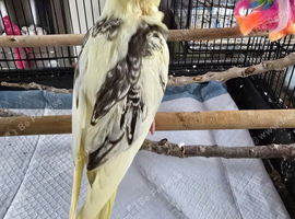 Hand reared baby Cockatiel