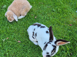 Bonded pair