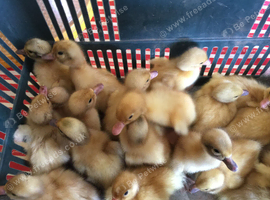 Day Old Welsh Harlequin Ducklings