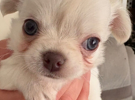 Chihuahua puppies