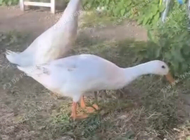 Indian runner duck pair