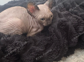Sphynx kittens