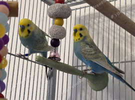 1 yr old Budgies with Huge Cage