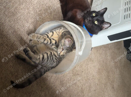 Female bengal kitten
