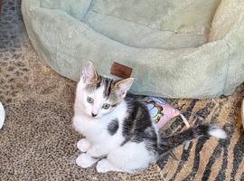 Beautiful kitten