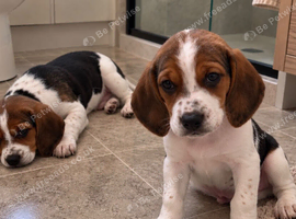 Beagle puppies
