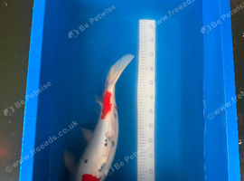 Koi for sale