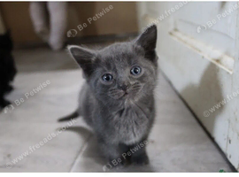 8 week old male kitten