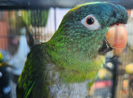 Blue crown and sun conure, also green cheeks