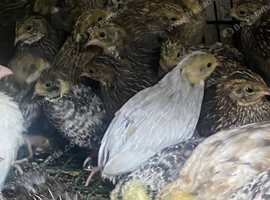 Chinese painted quails