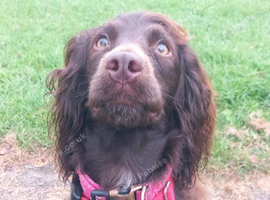 4 year old cocker spaniel