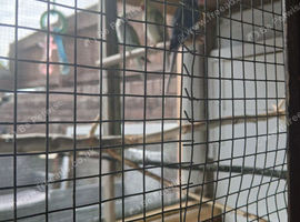 male ringneck