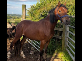 3yr old Welsh c gelding