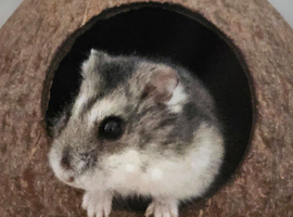 Russian hamster
