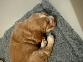 Cocker Spaniels ready to be reserved