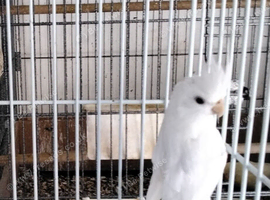 Cockatiel male