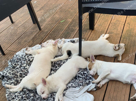 Jack Russell Puppies