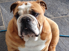 English bulldog - 4 years old