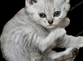 British Shorthair silver spotted and silver shaded kittens