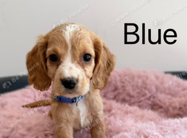 Cocker Spaniel Puppies &ndash; 2 Boys & 3 Girls Ready Now!