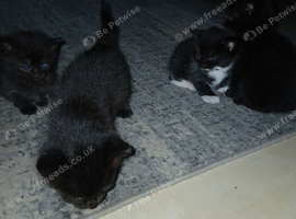 Boy girl kittens