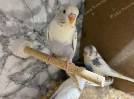 Budgies forsale