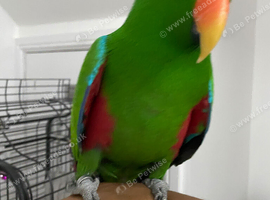 Hand tame eclectus parrot