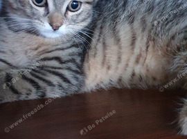 AVAILABLE NOW Pure breed Scottish fold tabby gold  boy