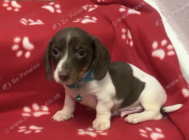 Only 1 rare piebald mini dachshund boy left.